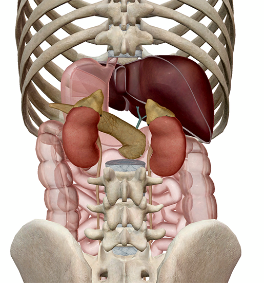 The Endocrine System The Adrenal Glands and the Stress Response